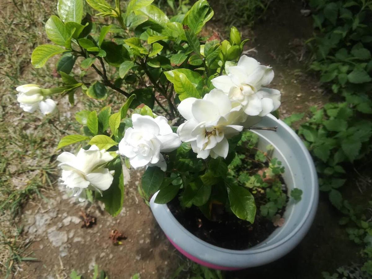 칼라마타 Rose Garden 아파트 외부 사진
